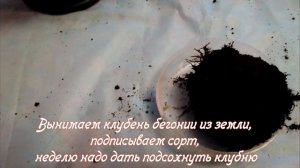 Когда и как убрать бегонию на хранение.Хранение бегонии зимой