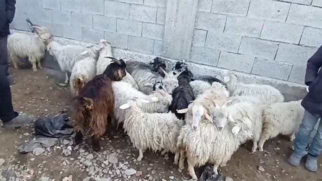 Молбозори зафаробод  НАРХИ БУЗ АРЗОН 400С