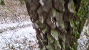 Мох растет на южной стороне дерева!!!