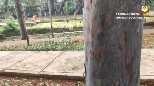 [Flora & Fauna] Rainbow Eucalyptus (Eucalyptus deglupta)