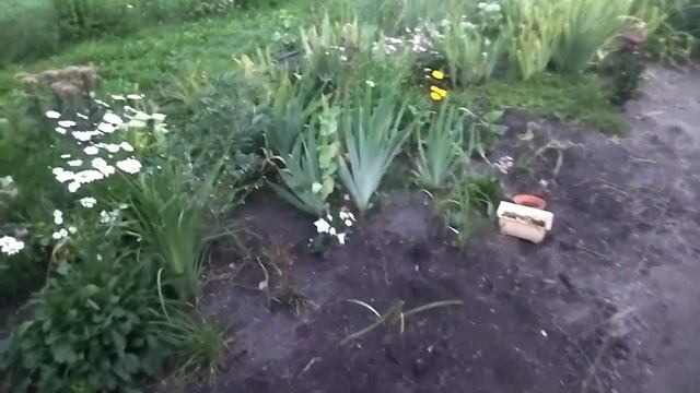 Дачные будни 8 августа 2023г. смотреть онлайн