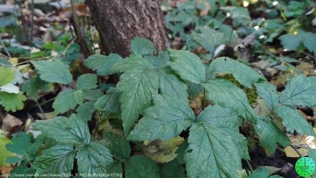 Пение птиц в лесу исцеляет от тревог и поднимает настроение/Звуки природы/Sounds of nature/Relax