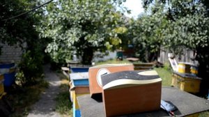 Беда на пасеке. Ласточки-убийцы пчел. Сожрут всю пасеку или нет?