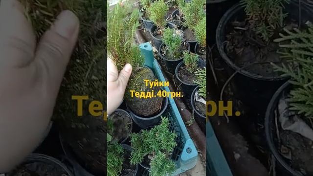 Туйки Тедді . #туйки#тедді#теддимишка