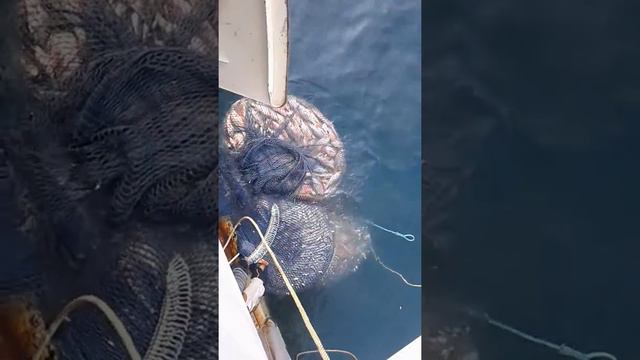 Catching Fish at Bay of bengal