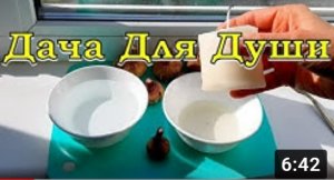 КАК сохранить луковицы ГЛАДИОЛУСОВ зимой? 100% способы