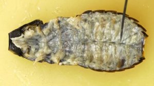 Зоология беспозвоночных. Вскрытие мадагаскарского таракана