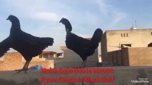 Ayam cemani  eggs and chicks Available