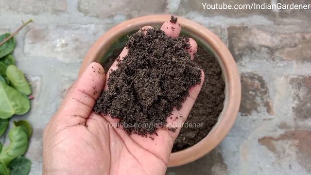 पार्क से बोगनविलिया की कटिंग लाकर गमले में कैसे लगाएं | Bougainvillea Propagation смотреть онлайн