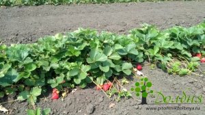 Земляника все лето. Лучшие сорта для Оренбурга. Питомник Долбня. https://www.pitomnikdolbnya.ru