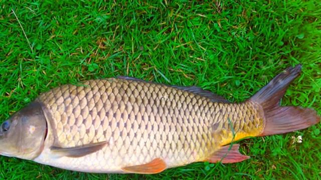 САЗАН ПОЛЬЗА И ВРЕД | рыба сазан описание, чем отличается карп от сазана, рыба сазан калорийность смотреть онлайн