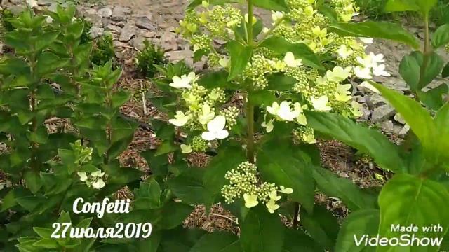27июля2019 Начало цветения Карликовой Метельчатой Гортензии Confetti ✌️? смотреть онлайн