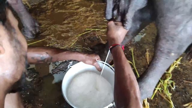 Buffalo Milking By Hand | Murrah Buffalo | Buffalo Milk | How To Milk A Buffalo in Dairy Farm смотреть онлайн