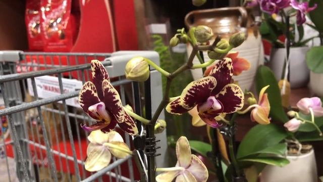 Шикарный завоз мини-ОРХИДЕЙ и мои новые СУПЕР ОРХИДЕИ мини-бабочки. смотреть онлайн