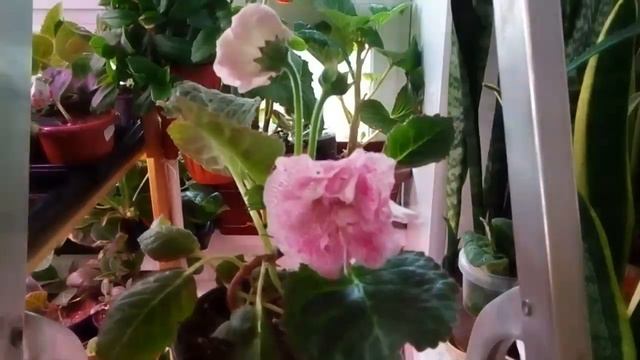 Глоксиния Нежная принцесса