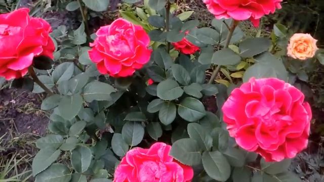 Роза El Toro чайногибридная # мой сад # розы смотреть онлайн