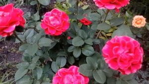 Роза El Toro чайногибридная # мой сад # розы