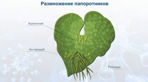 Размножение папоротников.