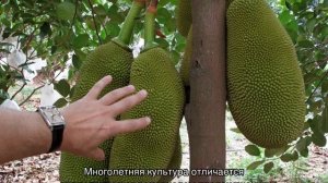 Хлебное дерево — где растет и почему так называется