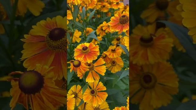 Гелениум осенний Вестерcтеде (Helenium autumnale Westerstede)