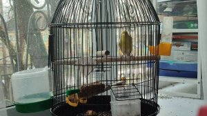 Будни Лимонки