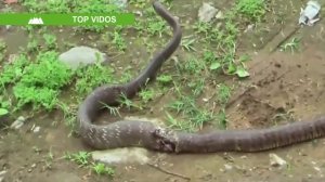 Собаки против Змей.