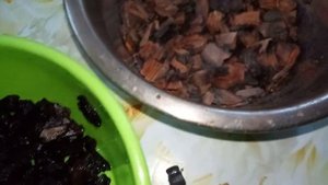 Орхидея фаленопсис сорт Veneticien Carnival ( Венецианский карнавал биг лип ). Пересадка, грунт.