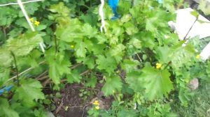 Achtung ! АНТРАКНОЗ  на ВИНОГРАДНИКЕ ! Что ДЕЛАТЬ и Чем ЛЕЧИТЬ!