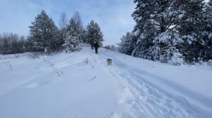 Тест. Лыжи Таежные 200мм с камусом : полное покрытие и полоса  6см.