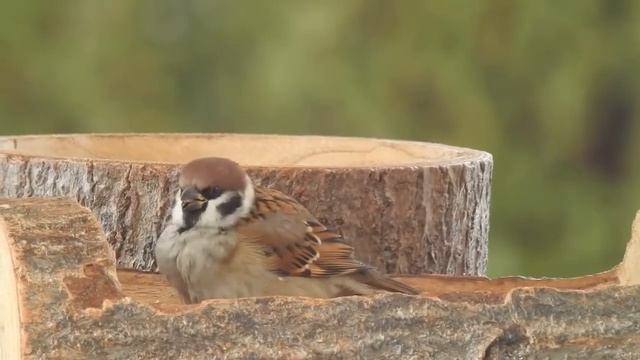Śniadanie Mazurka, Bogatek, Modraszki/SM/Passer montanus, Parus major, Cyanistes caeruleus смотреть онлайн