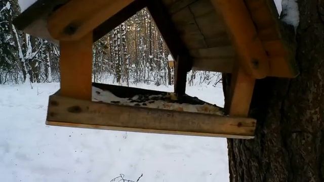 ЖИЗНЬ ЗИМНЕГО ЛЕСА/ДЯТЕЛ СТУЧИТ НА ДЕРЕВЕ/СИНИЦЫ КОРМЯТСЯ С КОРМУШЕК смотреть онлайн