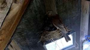 Птенцы дрозда?Пение птиц. Дрозды?