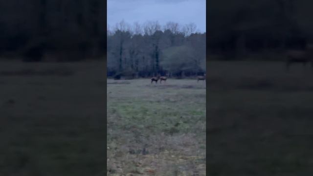 Семья Оленей Ваууууу / Famille De Rennes смотреть онлайн