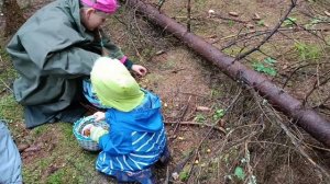 Грибы белые и т. д. Владимирская область, Кольчугинский район