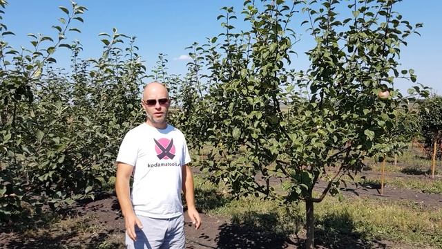 Крупномеры. Плодовые. Яблоня 10 лет.