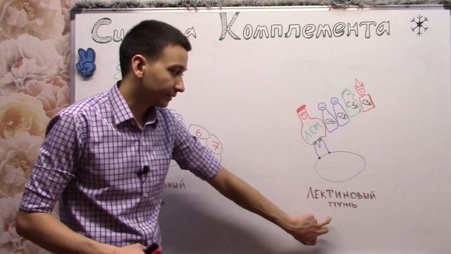 Система комплемента - Часть 2