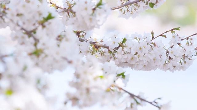 Расслабляющая музыка, исцеляющая от стресса ? беспокойства и депрессивных состояний, исцеляет разум смотреть онлайн