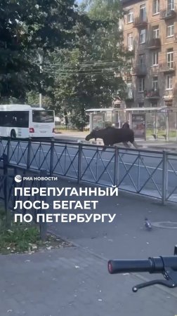 Перепуганный лось бегает по Петербургу