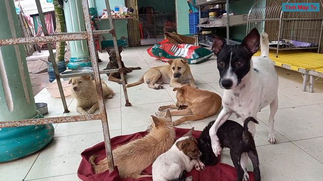 Con Chó Pecci Sẽ Khỏi Bệnh Sớm смотреть онлайн