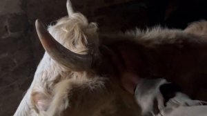 Ферма золотой бычок . мтз 82 на куне