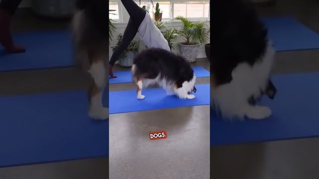 This dog is incredible at yoga! ?