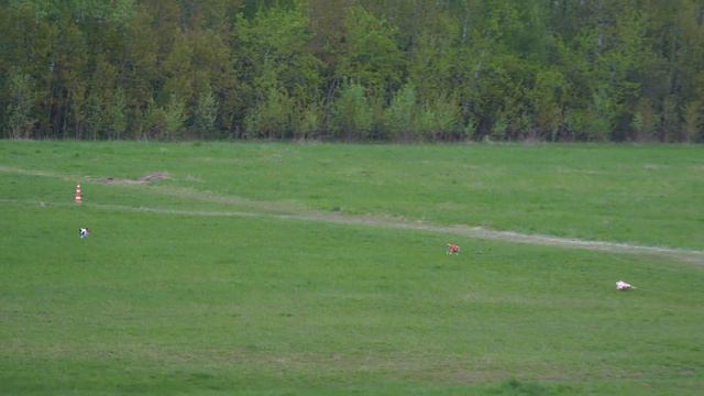 Басенджи SHAMIKA IZ DIVNOGO SADA (к) и HOUSE THE RAINBOW KIRA (б) смотреть онлайн