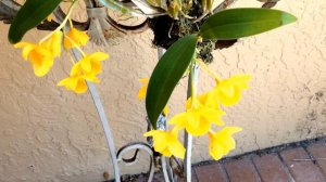 Dendrobium griffithianum