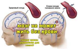 Мозг не может жить без виллизиева круга. Массаж мозга языком