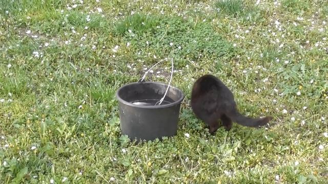 Кошка ворует рыбу да ещё какую смотреть онлайн