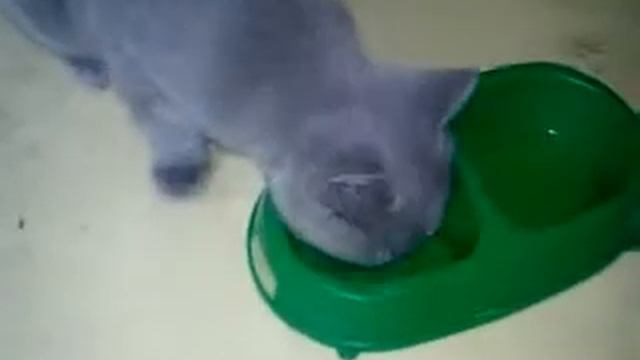 кот матроскин смотреть онлайн