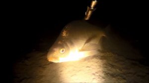 Подводная охота на заливах КВХ!