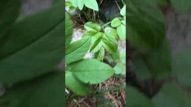 Улитка на ветру | спасаем улитку от ветра смотреть онлайн