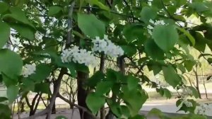 #песни70-х               ПЕСНЯ "БЕЛАЯ ЧЕРЁМУХА".