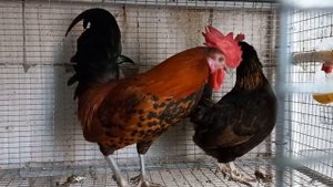 Птичник. Карликовые куры-бентамки. Амерауканы. Перепела.